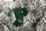 Gemmy Dioptase Crystals On Calcite - Congo #335199-1
